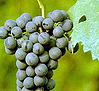 uva Cabernet Sauvignon