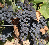 uva merlot