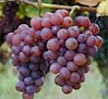 uva Chardonnay