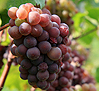uva tannat