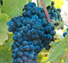 uva tannat